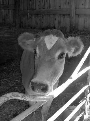 New Family Jersey Cow - Too Funny - Cattle