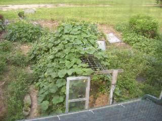 Please show me your homebuilt greenhouses - Homesteading Questions