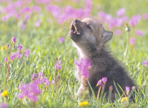 baby wolf Pictures, Images and Photos