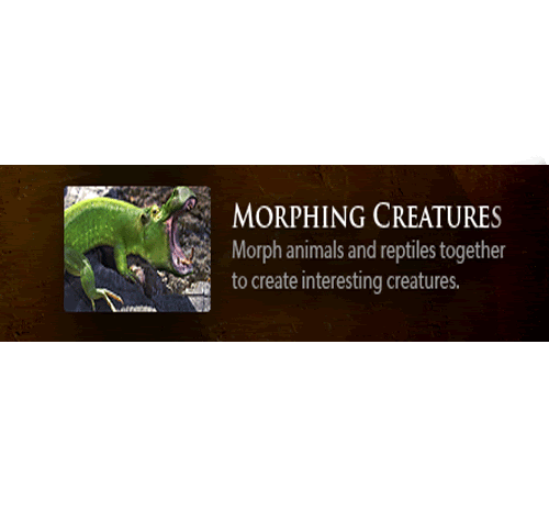 mor.gif