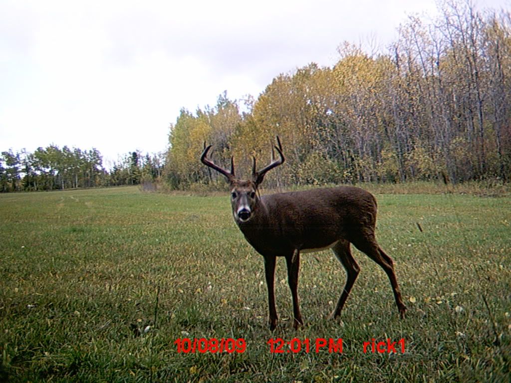 deer135.jpg