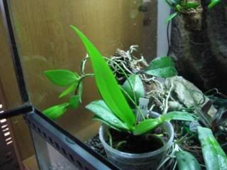 phalaenopsisequestris.jpg