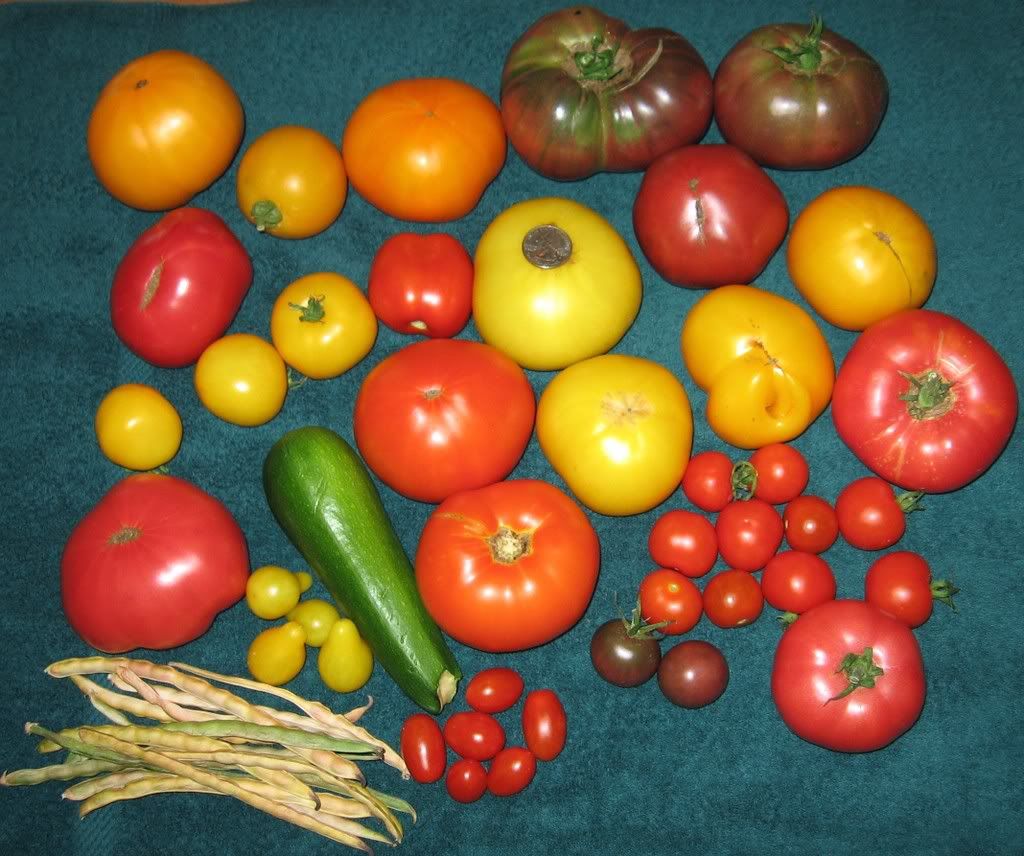 Possible to grow tomato with just morning sun?