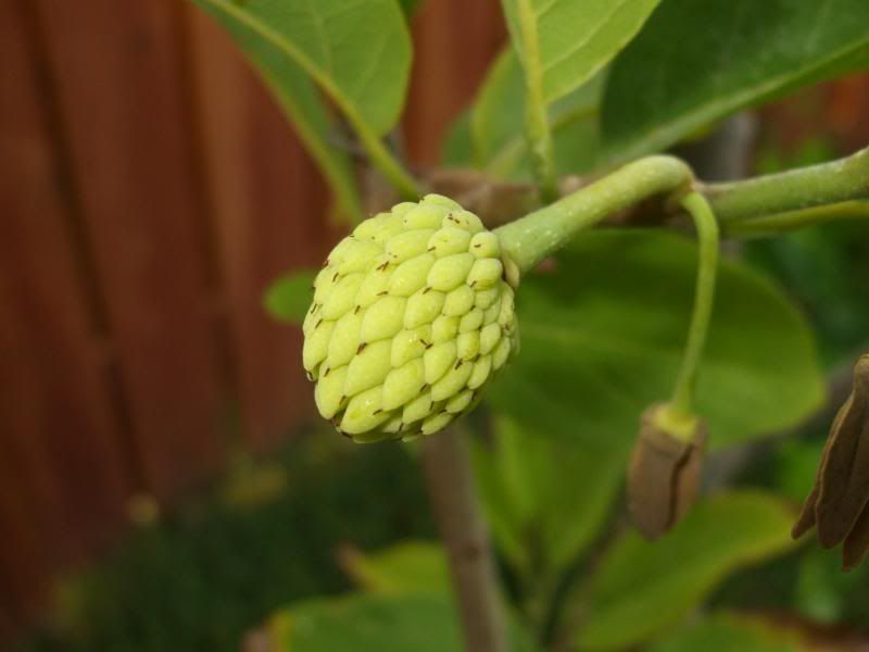 DSCF2990.jpg