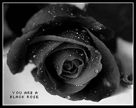 Neskaya.Net Quiz: What Type of Rose Are You