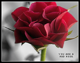 Neskaya.Net Quiz: What Type of Rose are You?