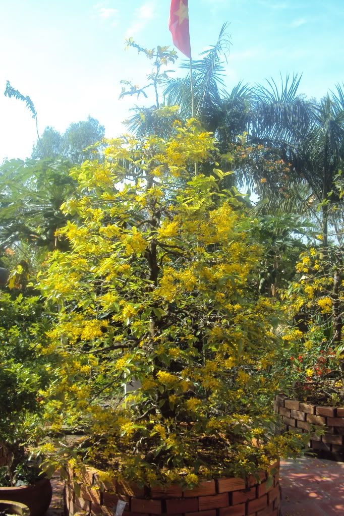 Hoa mai mới bây giờ đã nở- bây giờ thời tiết kỳ wá?( có pic)