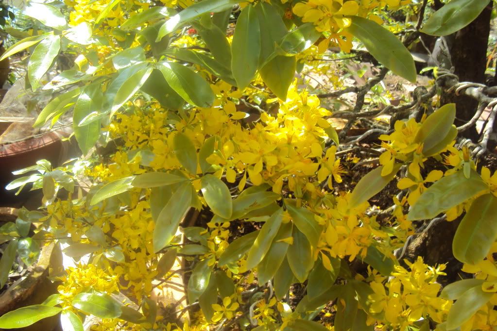 Hoa mai mới bây giờ đã nở- bây giờ thời tiết kỳ wá?( có pic) - 1