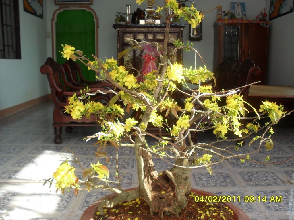 Nơi show hình mai vàng or đào Tết Tân Mão nhé a e.