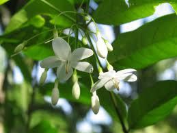 Cần giúp đỡ về mai trắng