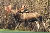 Muskeg Stomper