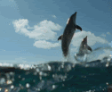 sea animation photo: Dolphins dolphins.gif