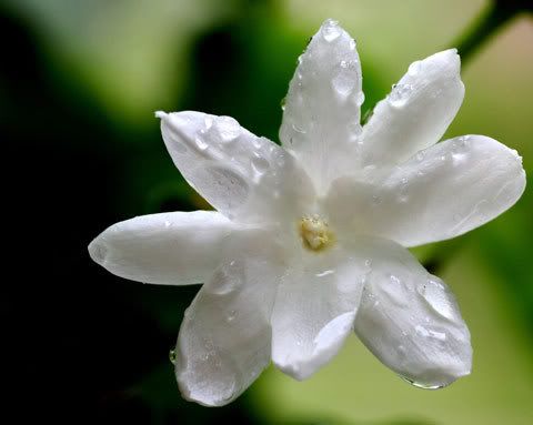 JASMINE FLOWER Pictures, Images and Photos