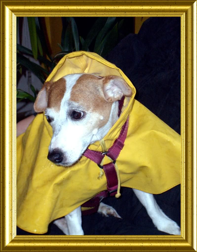 dogs in the rain photo: Rain, rain, rain IamreadyformywalkintherainDad.jpg