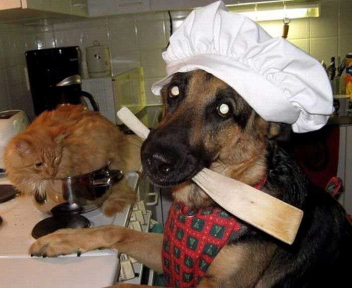 dog-cooking-cat-chef-kitchen-12945892433.jpg