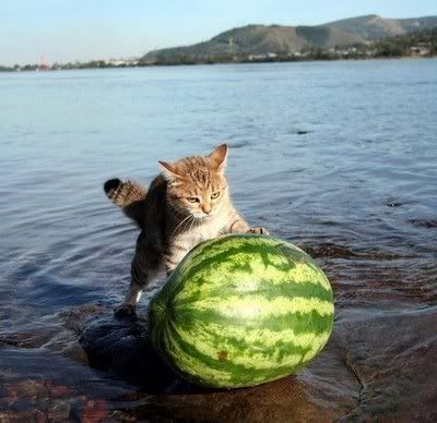 fishing-for-melons.jpg