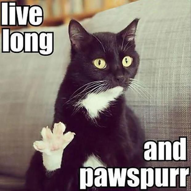 live-long-and-prosper-funny-cats_zpsskul