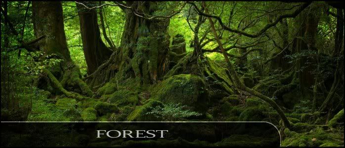  photo RC-Forest2.jpg