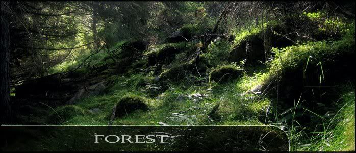  photo SC-Forest2.jpg