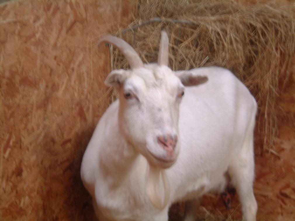 Goat2.jpg