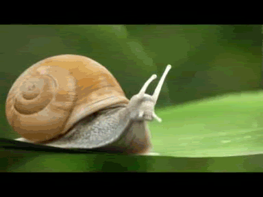 Animated Snail Gif