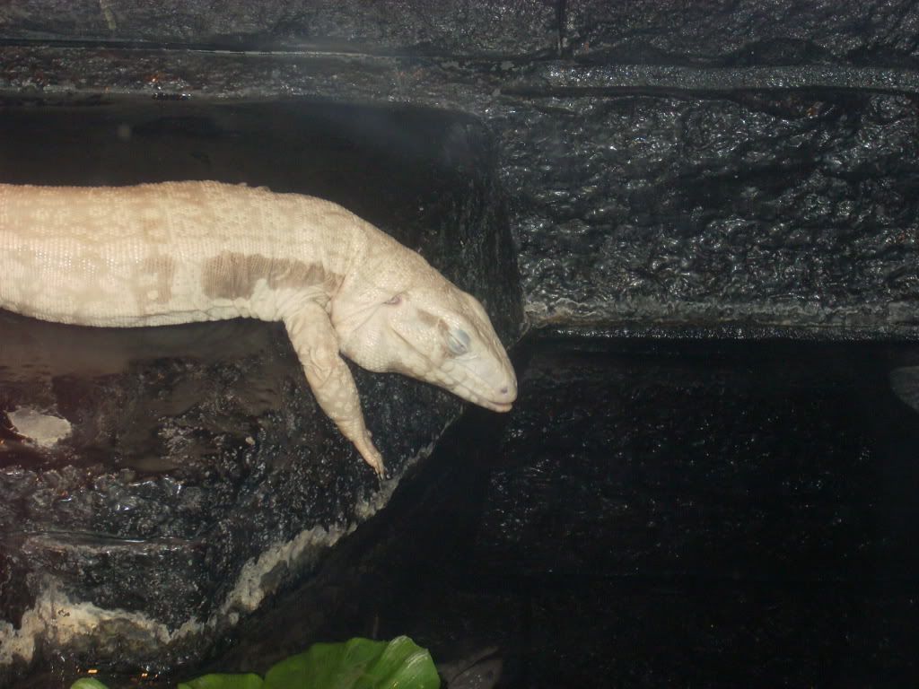 Albino Lizard Photo by lexies_mommy | Photobucket