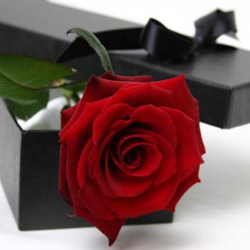 rose on box