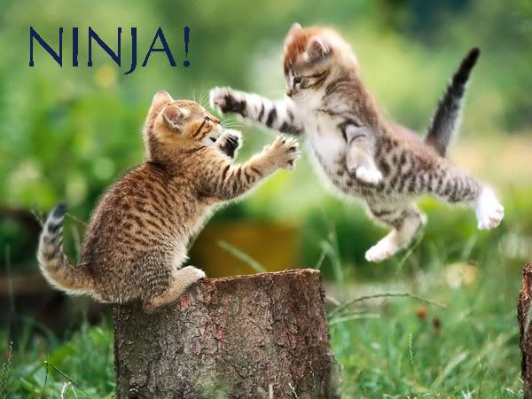 Kitten-Ninja.jpg