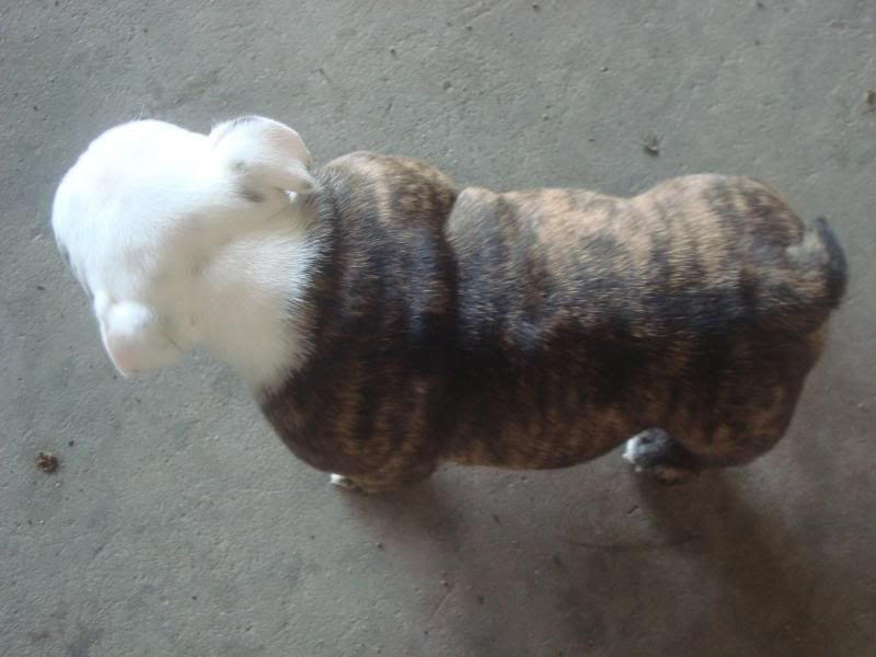 Bình Dương-Bulldog Puppies Hậu Duệ Suri Sinh 26-3 - 5