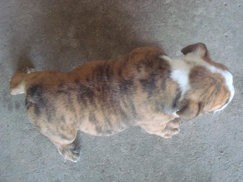 Bình Dương-Bulldog Puppies Hậu Duệ Suri Sinh 26-3 - 14