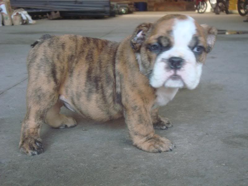 Bình Dương-Bulldog Puppies Hậu Duệ Suri Sinh 26-3 - 16