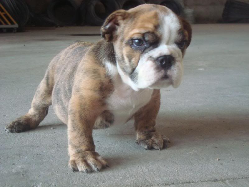 Bình Dương-Bulldog Puppies Hậu Duệ Suri Sinh 26-3 - 15