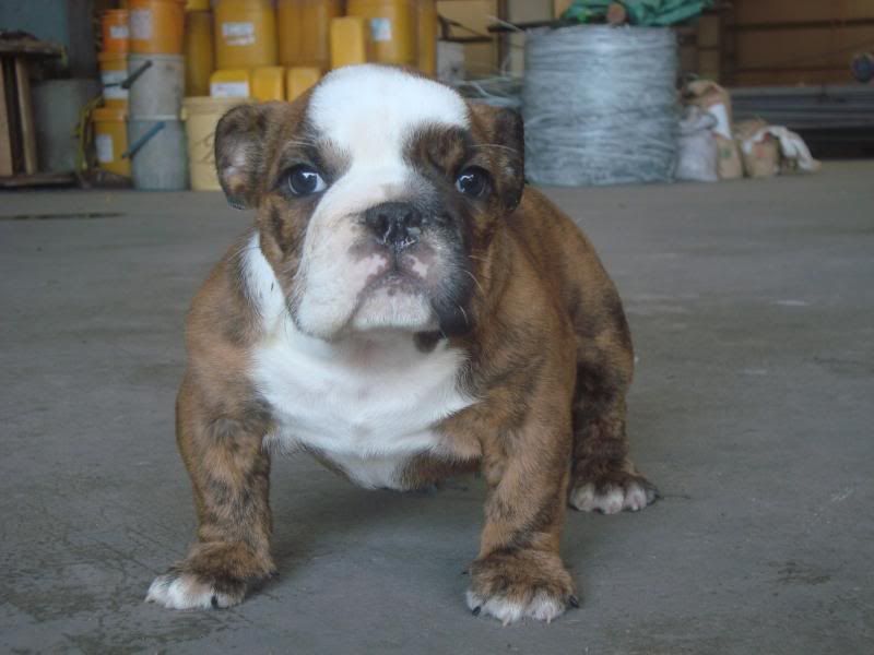 Bình Dương-Bulldog Puppies Hậu Duệ Suri Sinh 26-3 - 30