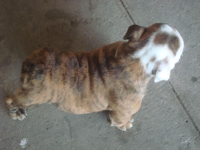 Bình Dương-Bulldog Puppies Hậu Duệ Suri Sinh 26-3 - 24