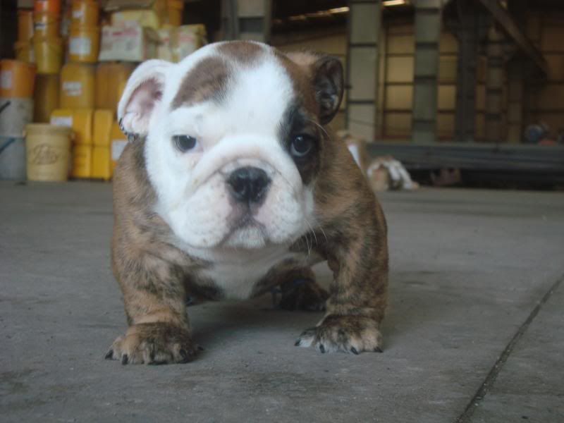 Bình Dương-Bulldog Puppies Hậu Duệ Suri Sinh 26-3 - 25
