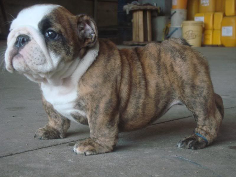 Bình Dương-Bulldog Puppies Hậu Duệ Suri Sinh 26-3 - 26