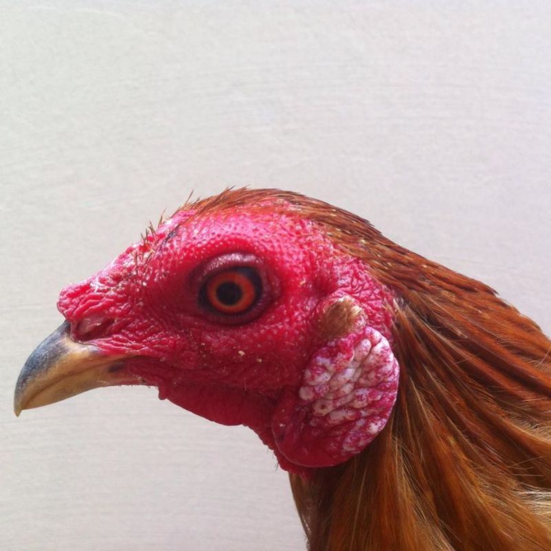 Gò Vấp-Vài Em Gà Tre Cho Ae Có Nhu Cầu - 1