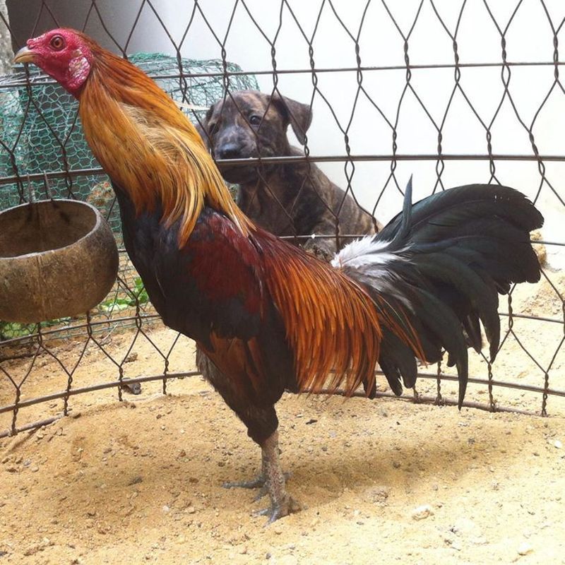 Gò Vấp-Vài Em Gà Tre Cho Ae Có Nhu Cầu