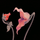 pinkfloyd-2.gif fukin flowers image by dancoltsfan