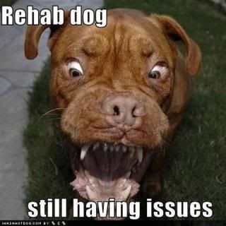 funny-dog-pictures-rehab-dog-has-is.jpg