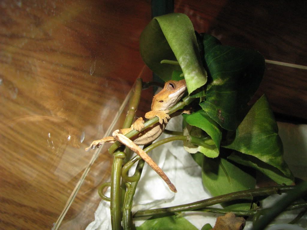 CGX100010.jpg