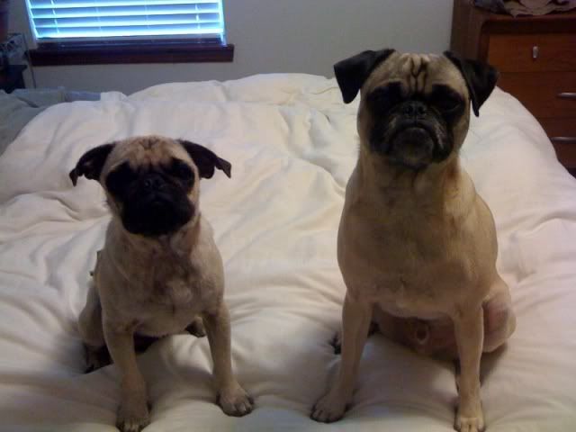 BennieandTheJakes.jpg picture by collegeguy14