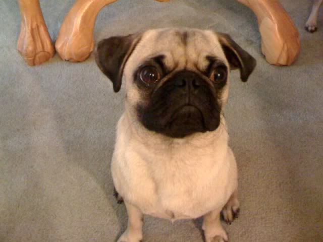 Fonzie1.jpg picture by collegeguy14