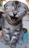 thlaughingcat.gif